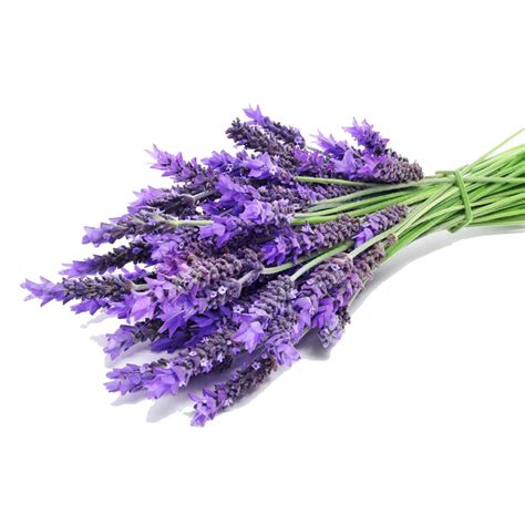 Lavender Flower Herb Seeds Shopee Philippines
