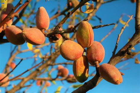 Organic Almond Farming Production In India Agri Farming