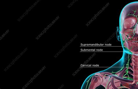 The Lymph Supply Of The Head And Neck Stock Image F0014936