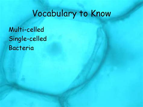 Multi And Single Celled Organisms Ppt Download