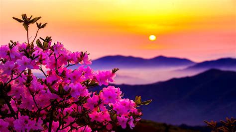 Morning Flower Pink Sunset Sun Mountains Flowers 1080p