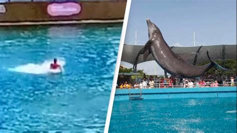 Dolphin Attacks Trainer And Drags Her Underwater At Controversial