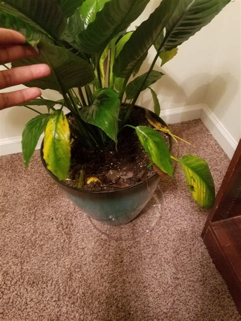 Do not be surprised if you see the edges of its leaves turn yellow or brown. Ask a Question forum→Please Help!! Yellowing Peace Lily ...