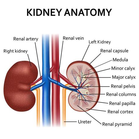 They provide information about the graph elements like identifiers or additional data related to the element. Kidney diagram | Healthiack