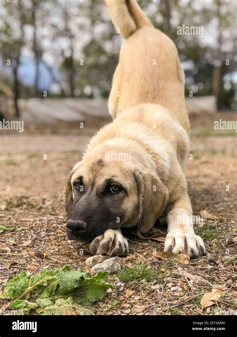 World Famous Sivas Kangal Dog 5 Months Old Female Puppy In Turkey