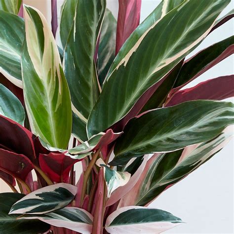A Potted Plant With Green And Red Leaves