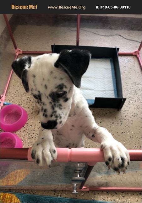 Please consider adopting a new dog or puppy from an animal shelter. ADOPT 19050600110 ~ Dalmatian Rescue ~ Abilene, TX