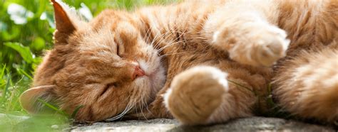Should You Adopt A Kitten Or An Older Cat Hartz