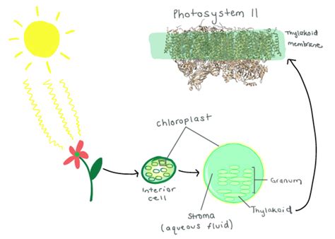 Photosynthates Biology For Majors Ii