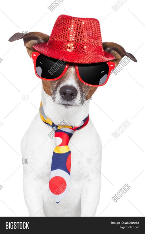Crazy Silly Funny Dog Hat Glasses Image And Photo Bigstock