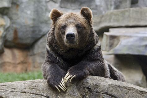Teddy Bear Ears Bear Ears Bear Brown Bear