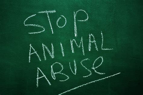 6 Ways To Prevent Animal Abuse