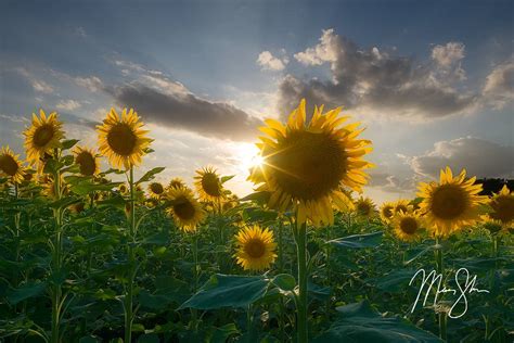 The Best Kansas Sunflower Fields Mickey Shannon Photography