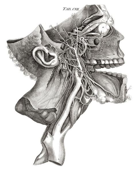 Image Result For Human Anatomy Illustrations Human Anatomy Art Human