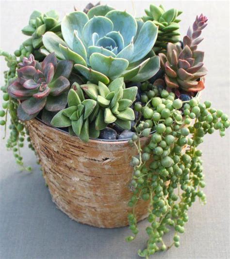 Pin By Christianna Franklin On Art And Crafts Aspein Succulent Garden