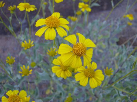 Wildflowers | Arizona wildflowers, Spring wildflowers ...