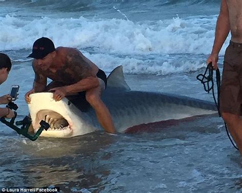 Video Of Moment Us Marine Catches 12ft Tiger Shark Off Topsail Beach