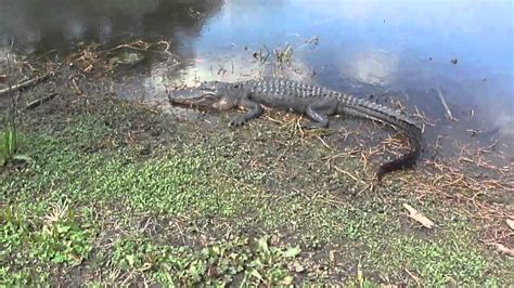 Gator In Swamp Youtube