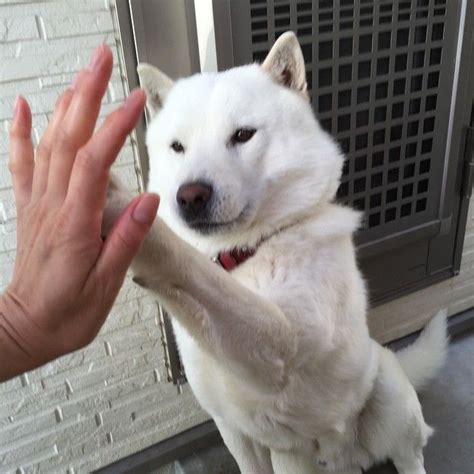 53 Best Images About Hokkaido Dog On Pinterest Baby