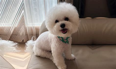 Bichons Frise Dog Reviews Real Reviews From Real People