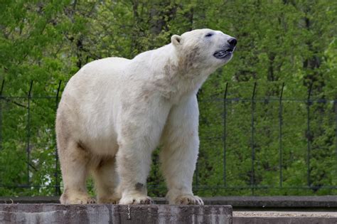 Fotos Gratis Blanco Fauna Silvestre Salvaje En Pie Zoo Verde