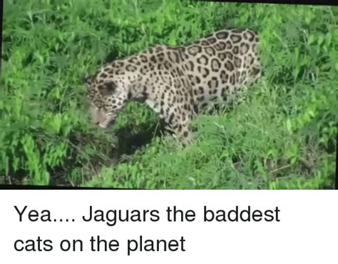 25 Best Jaguar Memes Jaguares Memes Rarest Animal Memes Pulled Memes