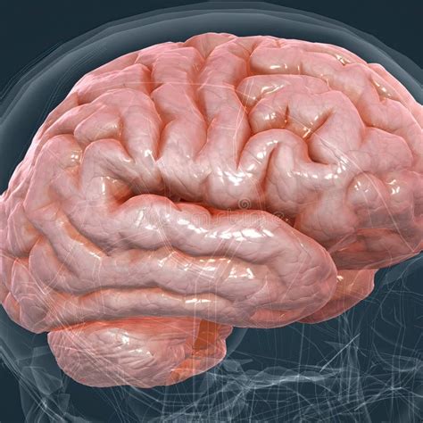 Gedetailleerde Anatomie Van Het Menselijk Brein En Het Zenuwstelsel