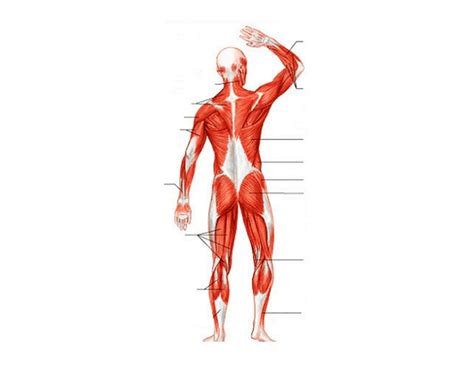 Biggest muscles in the human body. Total Muscles In The Human Body? - Muscular System Activities supplements Body Systems Unit ...