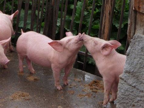 Kisses Baby Pigs Pig Kiss Pig
