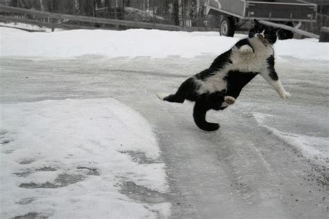 Cat Falling 32 Pictures Funny Cats And Dogs Animals Cats