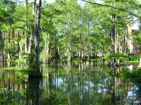 Cypress Lake Lafayette Louisiana Wikipedia