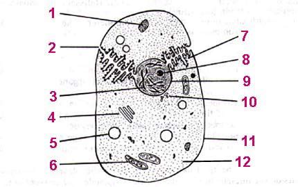 A diagram of an animal and human cell. Cells Structure And Organization - ProProfs Quiz