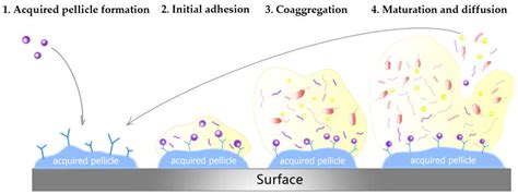 Dental Plaque Formation Stages