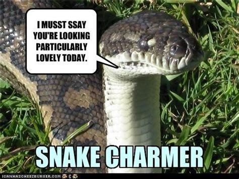 31 Most Funny Snake Meme Pictures And Images