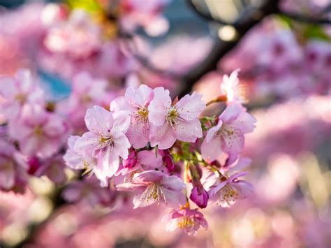Early Pink Sakura In Bloom 3 Stock Photo Image Of Closeup Isolated
