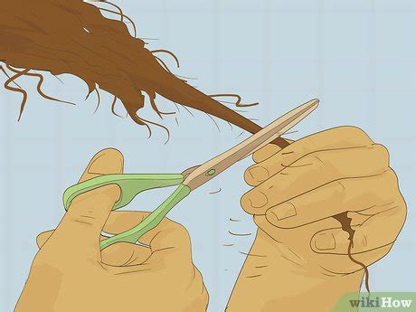 Use a neutral shampoo such as profectiv mega growth stimulating shampoo that is gentle on your hair and scalp. 3 Ways to Make Curly Hair Grow Faster - wikiHow