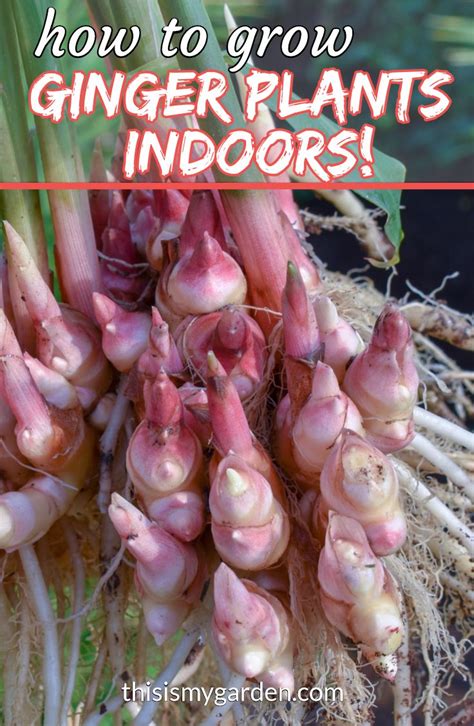 How To Grow Ginger Indoors With Ease The Perfect Winter Houseplant Growing Ginger Growing