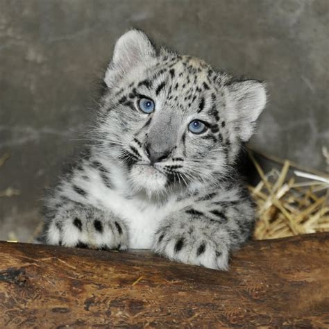 Beautiful Snow Leopard Cub Reyebleach