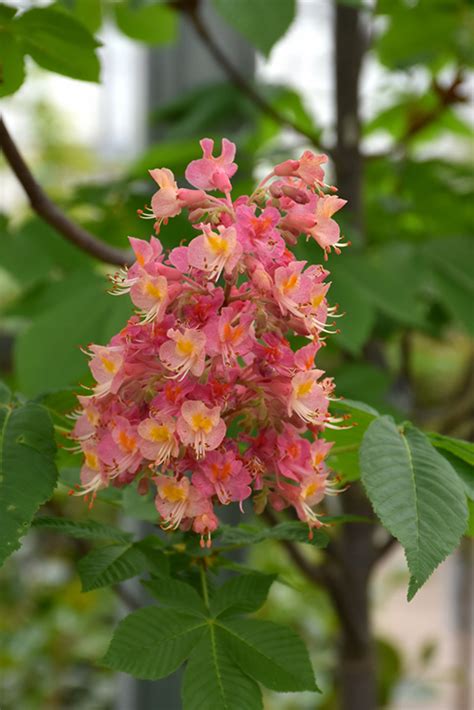 Fort Mcnair Red Horse Chestnut Aesculus X Carnea Fort Mcnair In