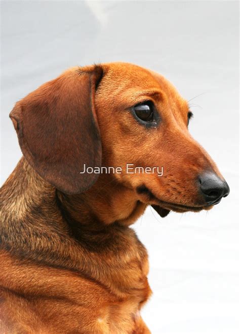 Miniature Smooth Red Dachshund Head Shot By Joanne Emery Redbubble