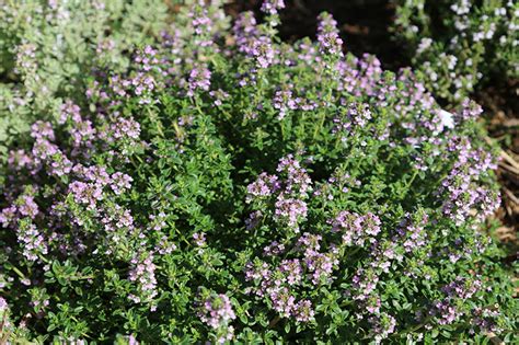 5 Great Aromatic Plants For The Garden The School Of Aromatic Studies