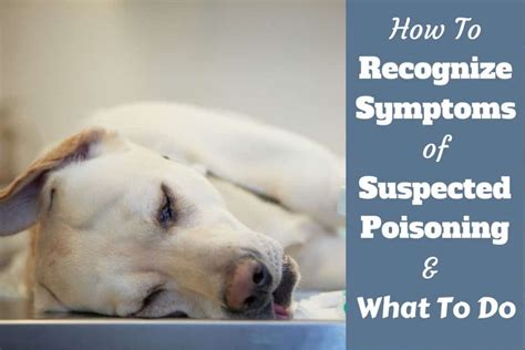Dog Poisoning Symptoms How To Tell If Your Dog Has Been Poisoned 2018