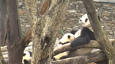 Panda Center Webcams Gengda