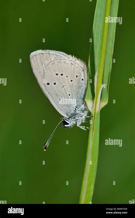 Small Blue Butterfly Cupido Minimus On Grass Stem Stock Photo Alamy