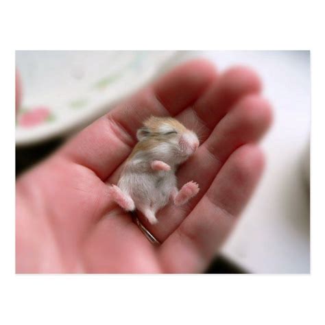 Baby Roborovski Hamster Postcard Zazzle Baby Hamster Roborovski