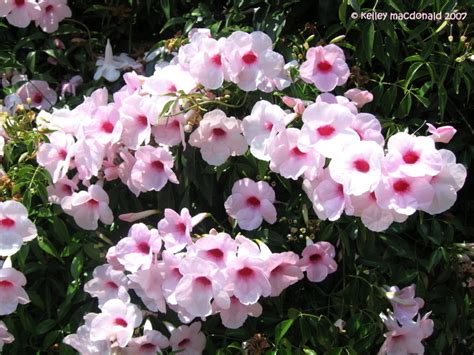 Plantfiles Pictures Pink Bower Vine Jasmine Rosea Pandorea