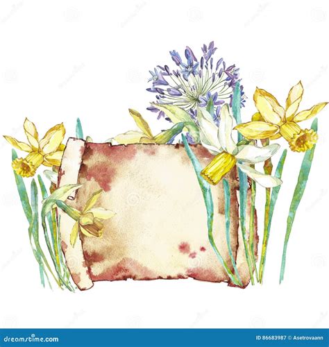 Spring Flowers Narcissus Isolated On White Background Watercolor Hand