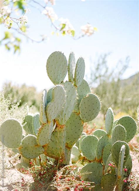 Prickly Pear Cactus In The Desert By Stocksy Contributor Daniel Kim