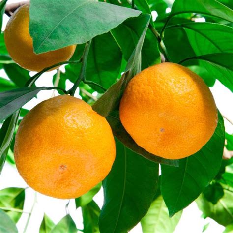 Satsuma Orange 'Owari' (Citrus reticulata) | My Garden Life
