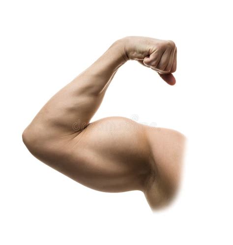 Strong Biceps Stock Image Image Of Muscular Biceps 32128357